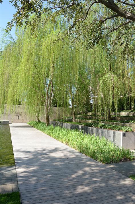 North haven gardens has been serving the dallas community as a garden and nursery store for over 65 years. Weeping Willow at the Nasher - Lee Ann Torrans Gardening