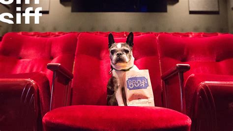 Importing an illegal animal carries a penalty of up to three years in prison and fines up to $500,000. Bring Your Dog to the Movies at SIFF Cinema Uptown ...