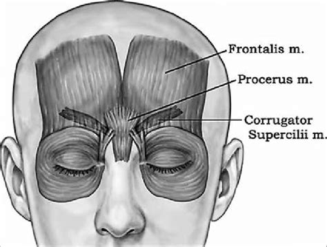 Anatomical Diagram Of The Procerus Corrugator Supercilii And The