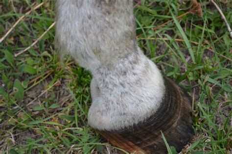 7 méthodes de lutte sont efficaces contre la chenille processionnaire du pin (thaumetopoea pityocampa), un insecte. Piqure chenille
