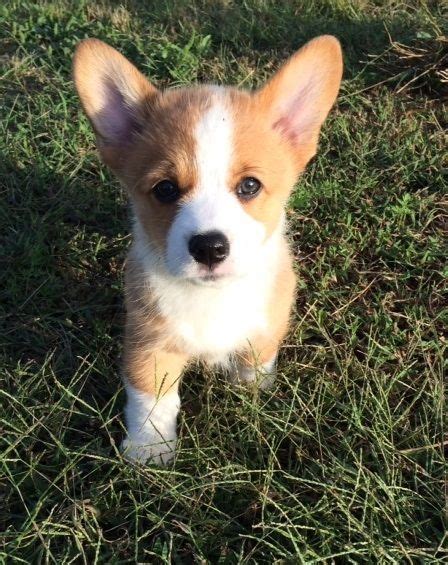 Very helpful in helping our precious little corgi potty training. Pembroke Welsh Corgi Puppies For Sale | Asheville, NC #165817
