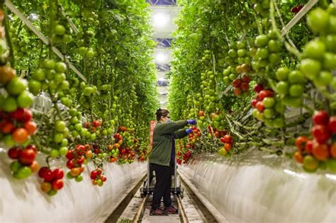 High Tech Greenhouse Grows Tomatoes With Super Low Co2 Emission
