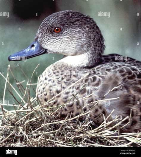 Grey Teal Anas Gracilis Hi Res Stock Photography And Images Alamy