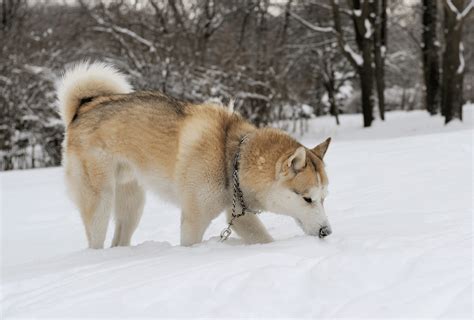 Top 10 Siberian Husky Colors Red And White You Need To Know