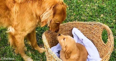 Golden Retriever Bursts With Joy Meeting New Sister Pet Buzz