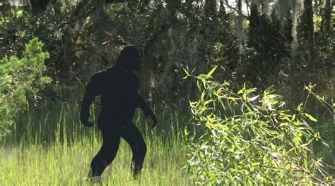 Bigfoot Sighting In The Lowcountry Wcbd News 2
