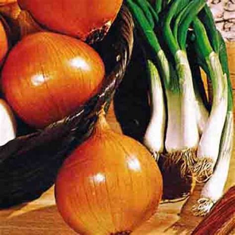 Giant Yellow Sweet Spanish Onion Onion Seeds Rh Shumways Company