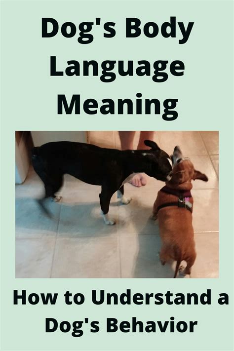 Dogs Body Language Meaning How To Understand A Dogs Behavior