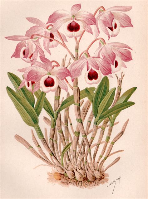 Antique Botanical Print Orchid Illustration Dendrobium Etsy