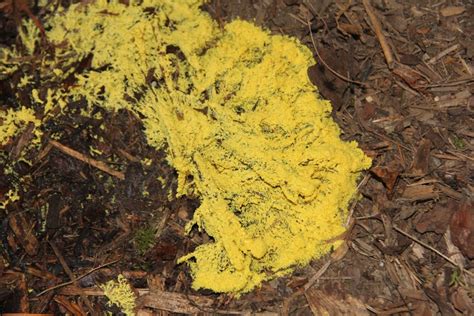We did not find results for: The Day 'Dog Vomit' Slime Mold Invaded My Front Yard | PBS ...