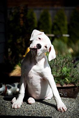 The goals and purposes of this breed standard include: 17 Best images about Standard (Scott) American Bulldog on ...