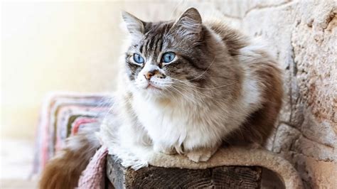 cats  curly tails curly tailed breeds cat genetics