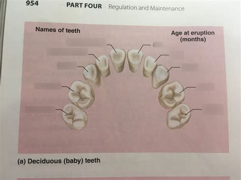 Deciduous Teeth Diagram Quizlet