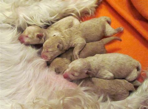 I wanted you to enjoy watching first 2 days of our precious puppies life. Growing Puppies - Virginia Schnoodle Breeder ...
