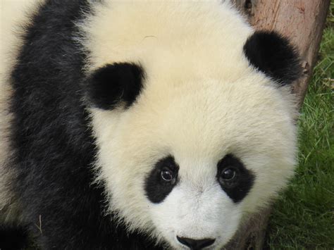 Panda cubs contra jetlag | Gabrielas Travel Blog and Tips