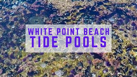 White Point Beach Tide Pools San Pedro California Los Angeles Things