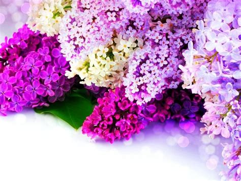 The Most Fragrant Spring Flowers Coloruful Lilac