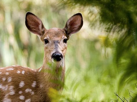 Pretty Deer Deer Photo 10546422 Fanpop