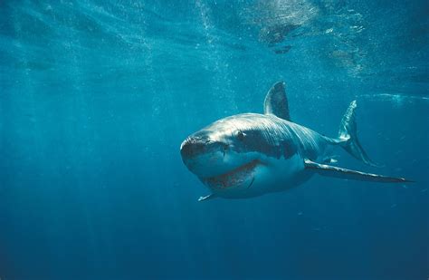 🔥 46 Cool Shark Wallpapers Wallpapersafari