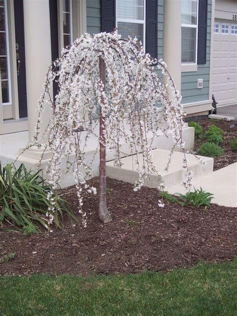 Small Trees In Front Of House Home Design Ideas