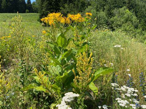 Диета де нол Девясил Рак – Telegraph Девясил Рак – Telegraph Диета де нол