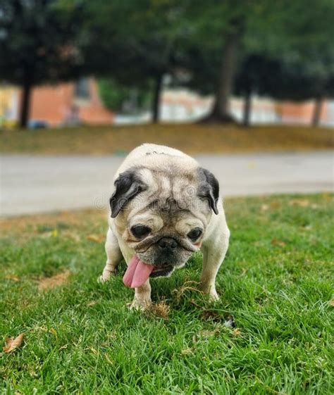 Pug With His Tongue Hanging Out Walks On The Green Grass In The Park
