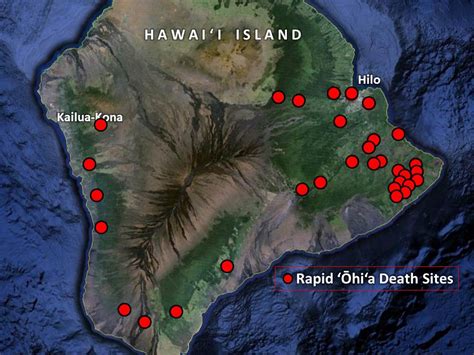 Rapid Ohia Death Information Aloha Arborist Association