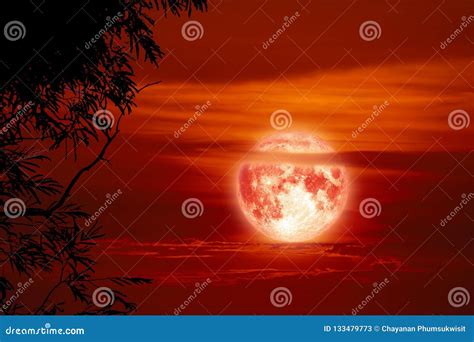 Blood Moon Silhouette Tree Back Red Cloud Sunset Sky Stock Image