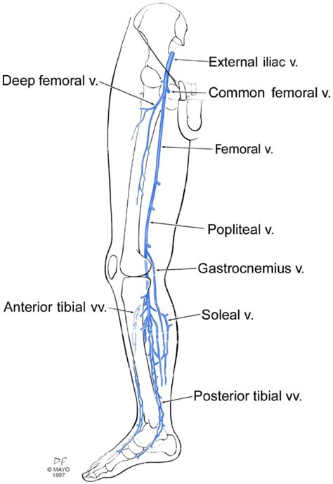 Deep Veins Of The Leg Schematic • The Blood Project