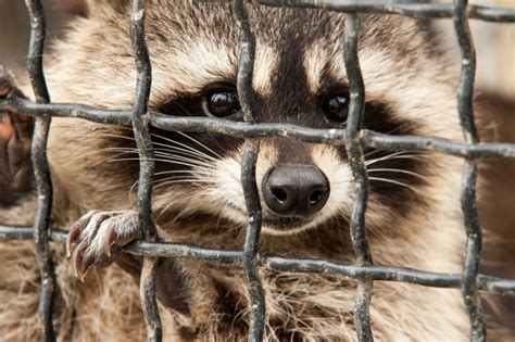 Raccoon Removal 1 Kp Wildlife Control