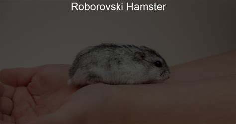 Roborovski Hamster Lil Hamster Love