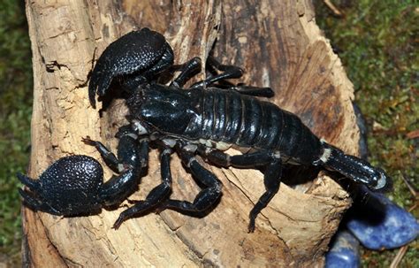 Emperor Scorpion Gallery Reptile Gardens