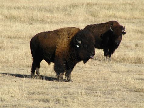 Buffalo In A Kansas Field Smithsonian Photo Contest Smithsonian