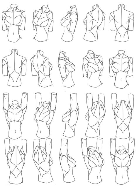 Female Torso Character Design Art Reference Drawing Reference