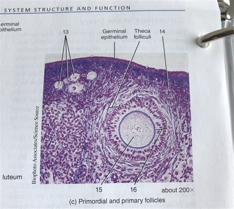 C Histology Of The Ovary Diagram Quizlet