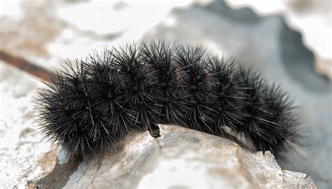 Chart Poisonous Black Fuzzy Caterpillar Texas