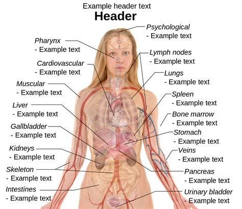 Human Body Female Anatomy