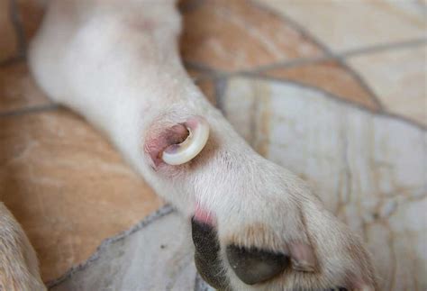 What To Do When My Dogs Nail Is Curled Into The Paw