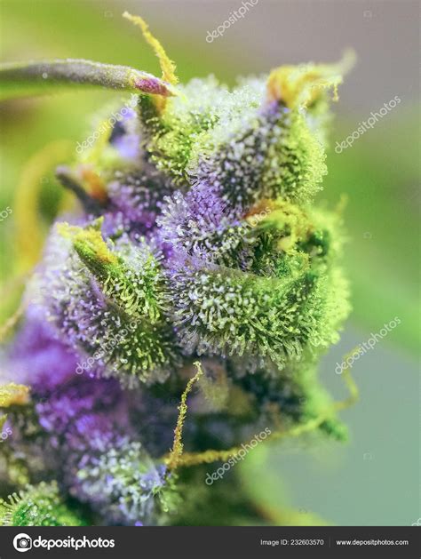 Trichomes Close Up Make Your Buds Sparkle With More