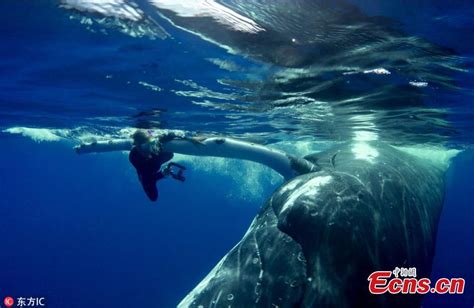 Incredible Footage Captures Moment Whale Saves Human From Shark13