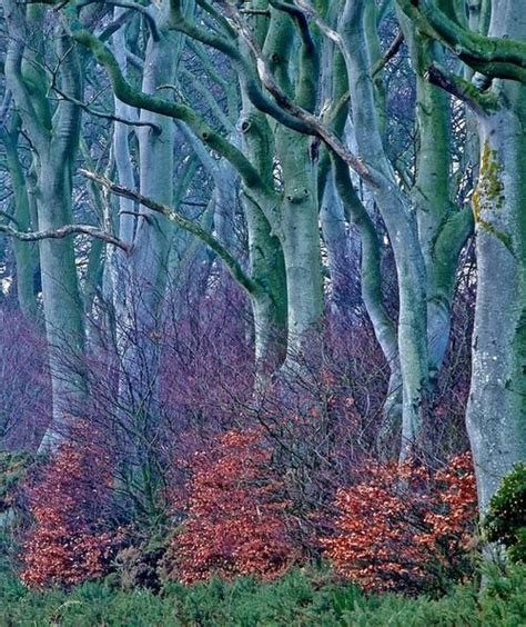 Blue Forest Scotland Alexandre O Grande Land Art Beautiful Places