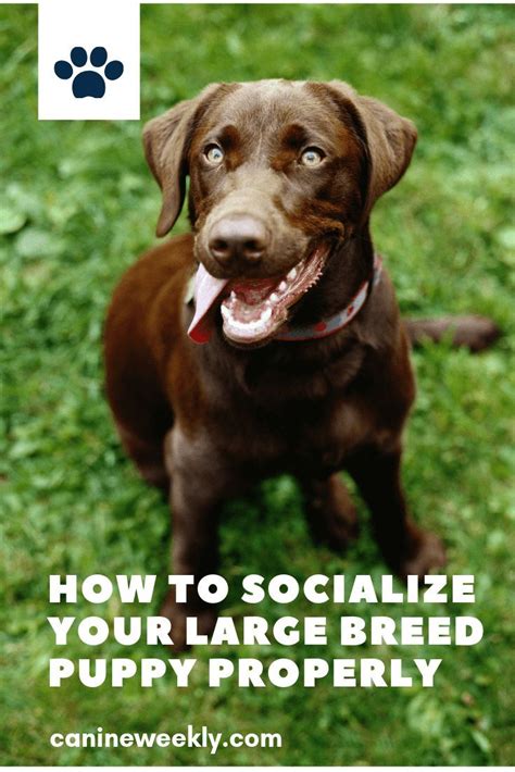 We have developed the best puppy socialization classes in omaha, featuring 100% force free, positive reinforcement based training featuring over 40 commands plus tons of tips to make having a. Puppy Socialization Checklist: How to Socialize Your New ...