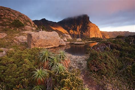 25 contoh gambar ragam hias flora dan fauna yang mudah digambar. Flora and fauna of Tasmania - Wikipedia