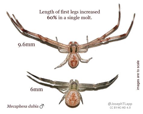 How Spiders Get Bigger By Molting