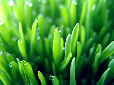 Barley Grass Extract: Recommended As A Part Of Yoga Diet - Women Fitness