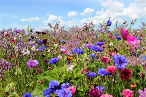 Bloemen Veldbloemen Bloemenvoorbijen Bijen Honeybee Zon Zomer