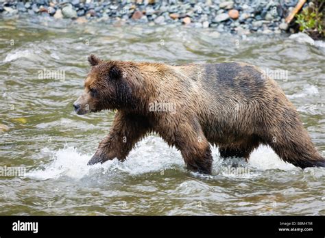 Brown Bear Ursus Arctos Catching Salmon Admiralty Island Inside