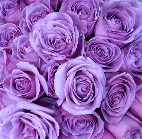 Purple Roses Purple Roses Purple Wallpaper Lavender
