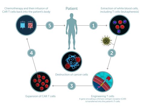 Car T Cell Development For Cell Therapy — Lumacyte