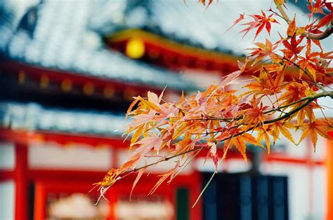 Hd Wallpaper Japan Kyoto Autumn Fall Colors Tree Japanese Leaves